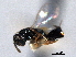  ( - CNCHYM 017158)  @11 [ ] CreativeCommons - Attribution (2012) CNC/CBG Photography Group Centre for Biodiversity Genomics
