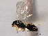  (Toxeuma aquilonium - CNCHYM 017169)  @11 [ ] CreativeCommons - Attribution (2012) CNC/CBG Photography Group Centre for Biodiversity Genomics