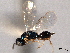  ( - CNCHYM 017175)  @11 [ ] CreativeCommons - Attribution (2012) CNC/CBG Photography Group Centre for Biodiversity Genomics