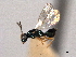  ( - CNCHYM 017176)  @11 [ ] CreativeCommons - Attribution (2012) CNC/CBG Photography Group Centre for Biodiversity Genomics