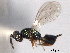  ( - CNCHYM 017178)  @11 [ ] CreativeCommons - Attribution (2012) CNC/CBG Photography Group Centre for Biodiversity Genomics