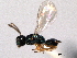  ( - CNCHYM 017179)  @11 [ ] CreativeCommons - Attribution (2012) CNC/CBG Photography Group Centre for Biodiversity Genomics