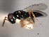  ( - CNCHYM 017190)  @11 [ ] CreativeCommons - Attribution (2012) CNC/CBG Photography Group Centre for Biodiversity Genomics
