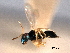  ( - CNCHYM 017193)  @11 [ ] CreativeCommons - Attribution (2012) CNC/CBG Photography Group Centre for Biodiversity Genomics