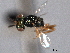  ( - CNCHYM 017200)  @11 [ ] CreativeCommons - Attribution (2012) CNC/CBG Photography Group Centre for Biodiversity Genomics