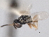  ( - CNCHYM 017201)  @11 [ ] CreativeCommons - Attribution (2012) CNC/CBG Photography Group Centre for Biodiversity Genomics