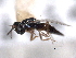  ( - CNCHYM 017225)  @11 [ ] CreativeCommons - Attribution (2012) CNC/CBG Photography Group Centre for Biodiversity Genomics