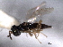 ( - CNCHYM 017228)  @11 [ ] CreativeCommons - Attribution (2012) CNC/CBG Photography Group Centre for Biodiversity Genomics