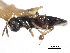  ( - CNCHYM 017234)  @11 [ ] CreativeCommons - Attribution (2012) CNC/CBG Photography Group Centre for Biodiversity Genomics