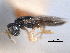  ( - CNCHYM 017237)  @11 [ ] CreativeCommons - Attribution (2012) CNC/CBG Photography Group Centre for Biodiversity Genomics