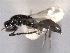  ( - CNCHYM 017341)  @11 [ ] CreativeCommons - Attribution (2012) CNC/CBG Photography Group Centre for Biodiversity Genomics