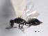  ( - CNCHYM 017343)  @11 [ ] CreativeCommons - Attribution (2012) CNC/CBG Photography Group Centre for Biodiversity Genomics