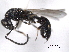  ( - CNCHYM 017378)  @11 [ ] CreativeCommons - Attribution (2012) CNC/CBG Photography Group Centre for Biodiversity Genomics