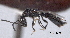  ( - CNCHYM 017380)  @11 [ ] CreativeCommons - Attribution (2012) CNC/CBG Photography Group Centre for Biodiversity Genomics