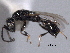  ( - CNCHYM 017381)  @11 [ ] CreativeCommons - Attribution (2012) CNC/CBG Photography Group Centre for Biodiversity Genomics