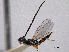  (Ogloblinisca americanus - CNCHYM 017409)  @11 [ ] CreativeCommons - Attribution (2012) CNC/CBG Photography Group Centre for Biodiversity Genomics