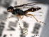  ( - CNCHYM 017411)  @11 [ ] CreativeCommons - Attribution (2012) CNC/CBG Photography Group Centre for Biodiversity Genomics