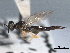  ( - CNCHYM 017436)  @11 [ ] CreativeCommons - Attribution (2012) CNC/CBG Photography Group Centre for Biodiversity Genomics