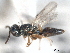 ( - CNCHYM 017437)  @11 [ ] CreativeCommons - Attribution (2012) CNC/CBG Photography Group Centre for Biodiversity Genomics