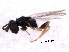  ( - CNCHYM 10102)  @11 [ ] CreativeCommons - Attribution (2012) CNC/CBG Photography Group Centre for Biodiversity Genomics
