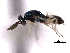  (Dimmockia brevicornis - CNCHYM 10107)  @11 [ ] CreativeCommons - Attribution (2012) CNC/CBG Photography Group Centre for Biodiversity Genomics