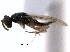  (Dimmockia pallipes - CNCHYM 10117)  @11 [ ] CreativeCommons - Attribution (2012) CNC/CBG Photography Group Centre for Biodiversity Genomics