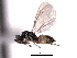  ( - CNCHYM 10127)  @11 [ ] CreativeCommons - Attribution (2012) CNC/CBG Photography Group Centre for Biodiversity Genomics