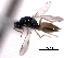  ( - CNCHYM 10131)  @11 [ ] CreativeCommons - Attribution (2012) CNC/CBG Photography Group Centre for Biodiversity Genomics