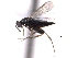  (Elasmus apanteli - CNCHYM 10136)  @11 [ ] CreativeCommons - Attribution (2012) CNC/CBG Photography Group Centre for Biodiversity Genomics