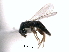  ( - CNCHYM 10261)  @11 [ ] CreativeCommons - Attribution (2012) CNC/CBG Photography Group Centre for Biodiversity Genomics