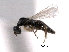  ( - CNCHYM 10262)  @11 [ ] CreativeCommons - Attribution (2012) CNC/CBG Photography Group Centre for Biodiversity Genomics