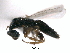  ( - CNCHYM 10263)  @11 [ ] CreativeCommons - Attribution (2012) CNC/CBG Photography Group Centre for Biodiversity Genomics