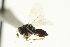  ( - CNCHYM 10298)  @11 [ ] CreativeCommons - Attribution (2012) CBG Photography Group Centre for Biodiversity Genomics