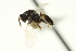  ( - CNCHYM 10300)  @11 [ ] CreativeCommons - Attribution (2012) CBG Photography Group Centre for Biodiversity Genomics
