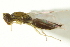  ( - CNCHYM 10318)  @11 [ ] CreativeCommons - Attribution (2012) CBG Photography Group Centre for Biodiversity Genomics