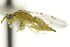  ( - CNCHYM 10323)  @11 [ ] CreativeCommons - Attribution (2012) CBG Photography Group Centre for Biodiversity Genomics