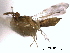  ( - CNCHYM 10324)  @11 [ ] CreativeCommons - Attribution (2012) CBG Photography Group Centre for Biodiversity Genomics