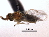  ( - CNCHYM 10326)  @11 [ ] CreativeCommons - Attribution (2012) CBG Photography Group Centre for Biodiversity Genomics