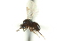  ( - CNCHYM 10375)  @11 [ ] CreativeCommons - Attribution (2012) CBG Photography Group Centre for Biodiversity Genomics