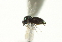  ( - CNCHYM 10377)  @11 [ ] CreativeCommons - Attribution (2012) CBG Photography Group Centre for Biodiversity Genomics