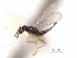  (Pnigalio nemati - CNCHYM 10411)  @11 [ ] CreativeCommons - Attribution (2012) CBG Photography Group Centre for Biodiversity Genomics