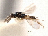  ( - CNCHYM 10427)  @11 [ ] CreativeCommons - Attribution (2012) CBG Photography Group Centre for Biodiversity Genomics