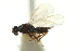  ( - CNCHYM 10431)  @11 [ ] CreativeCommons - Attribution (2012) CBG Photography Group Centre for Biodiversity Genomics