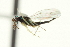  ( - CNCHYM 10437)  @11 [ ] CreativeCommons - Attribution (2012) CBG Photography Group Centre for Biodiversity Genomics