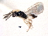  ( - CNCHYM 10441)  @11 [ ] CreativeCommons - Attribution (2012) CBG Photography Group Centre for Biodiversity Genomics