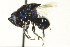  (Euperilampus - CNCHYM 10461)  @14 [ ] CreativeCommons - Attribution (2012) CBG Photography Group Centre for Biodiversity Genomics
