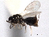  ( - CNCHYM 10549)  @11 [ ] CreativeCommons - Attribution (2012) CNC/CBG Photography Group Centre for Biodiversity Genomics