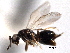  ( - CNCHYM 10550)  @11 [ ] CreativeCommons - Attribution (2012) CNC/CBG Photography Group Centre for Biodiversity Genomics