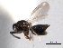  ( - CNCHYM 10551)  @11 [ ] CreativeCommons - Attribution (2012) CNC/CBG Photography Group Centre for Biodiversity Genomics