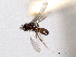  ( - CNCHYM 10552)  @11 [ ] CreativeCommons - Attribution (2012) CNC/CBG Photography Group Centre for Biodiversity Genomics